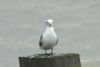 Kittiwake at Southend Pier (Richard Howard) (25290 bytes)